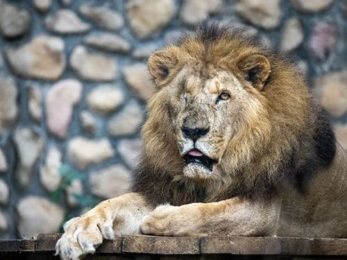 壽山動物園非洲獅「二哥」高齡辭世，23載生命旅程圓滿謝幕